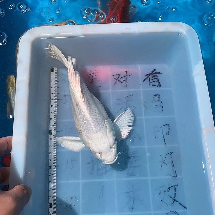 蝴蝶鲤渔场直发08