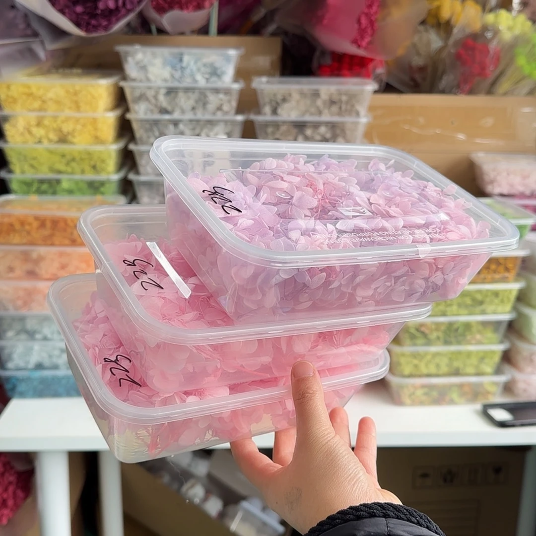 22号亚特兰蒂斯绣球