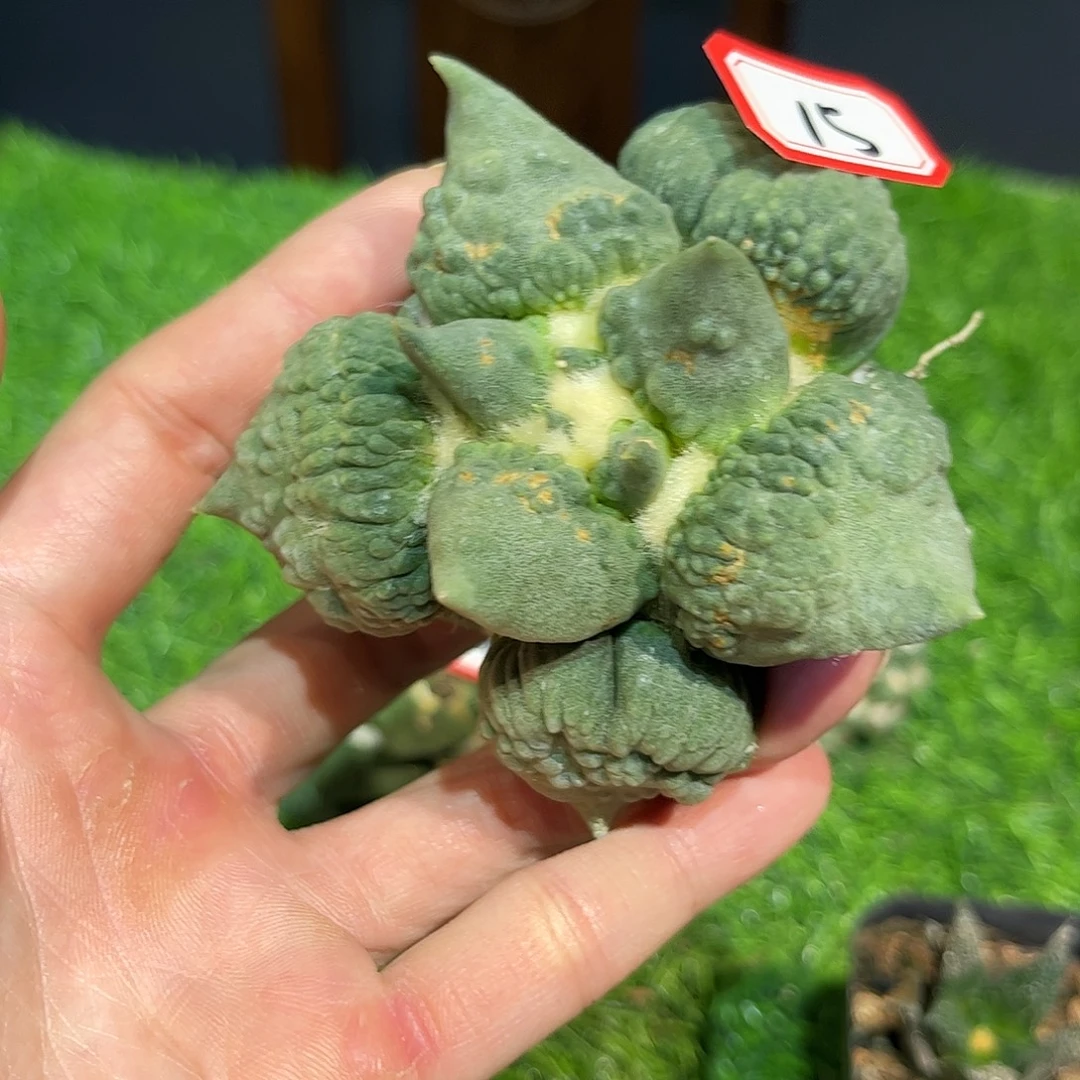 15号自根血怒微损福利