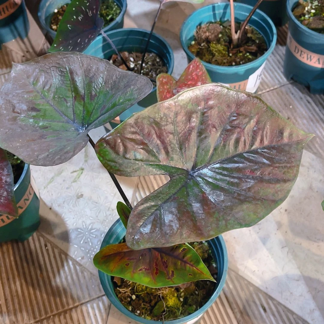 完全开放1873泰彩一物一拍