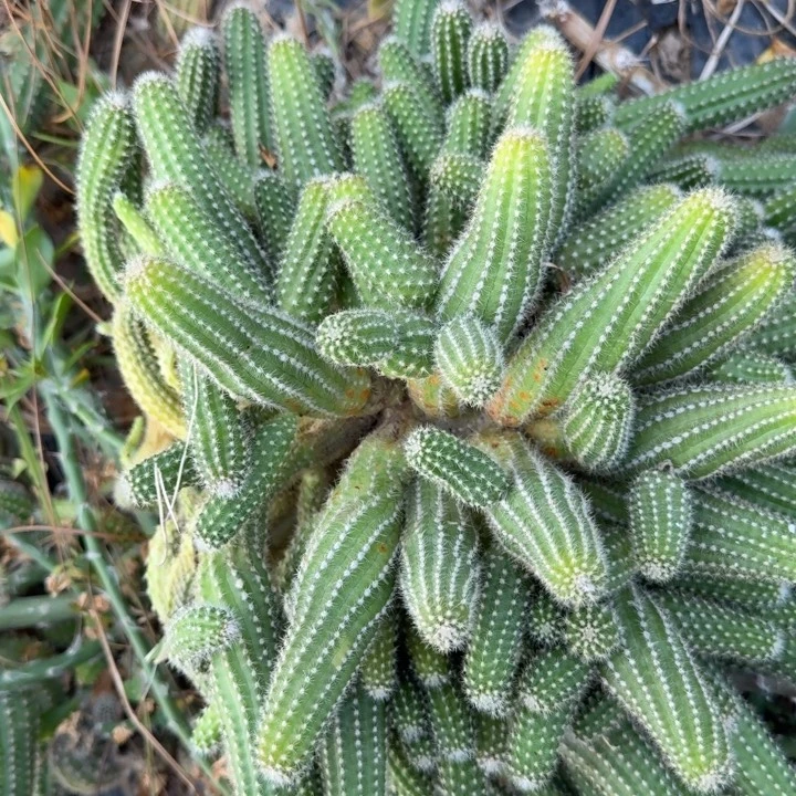 白檀仙人掌群生一群282
