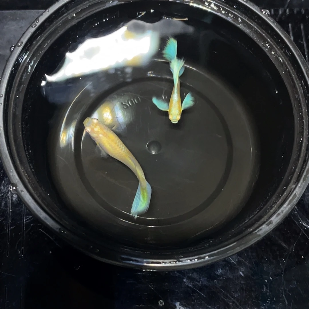 孔雀鱼蓝白鸥翼战船