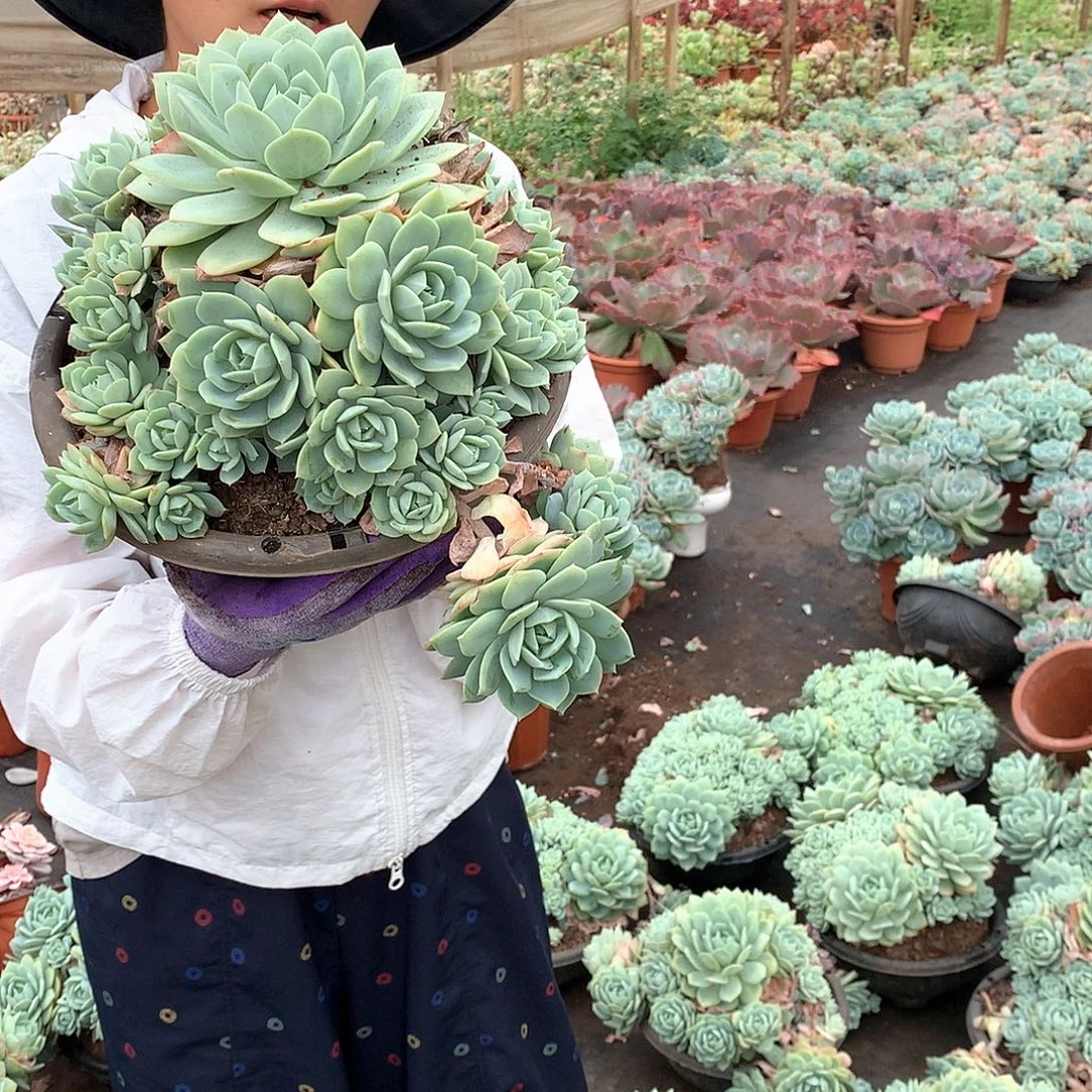 小号恋曲25.8 多肉植物量拍