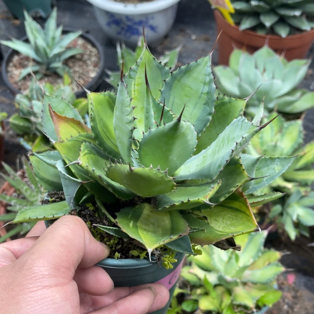 山宅雷神浅中班锦