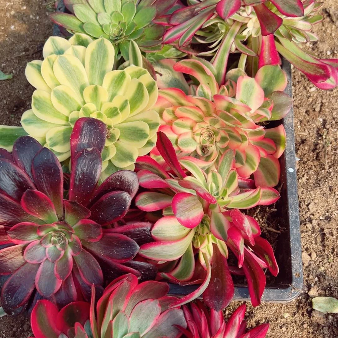 八颗组多肉植物带铜壶朱雀单头