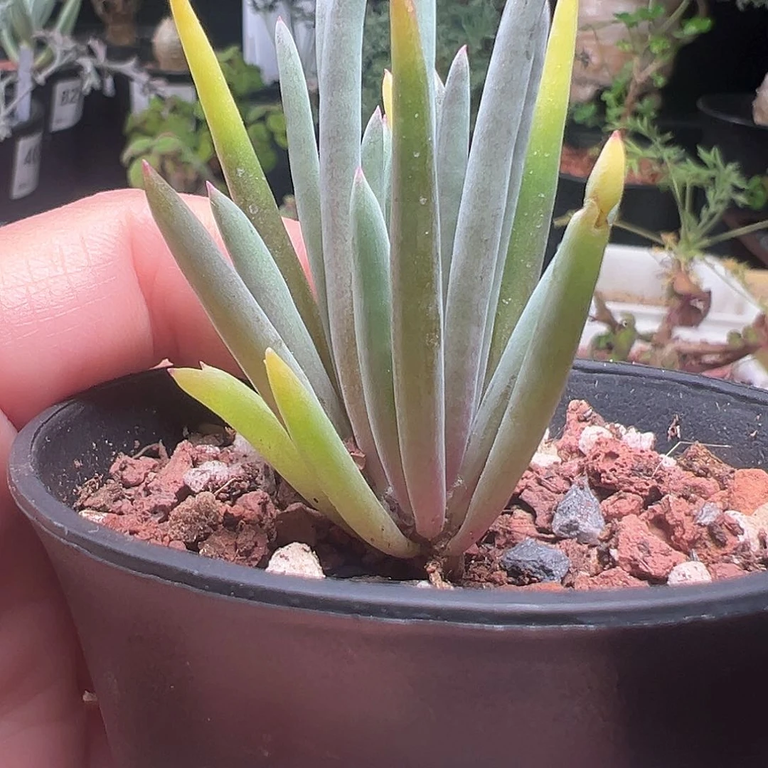 针叶厚敦菊带盆发货