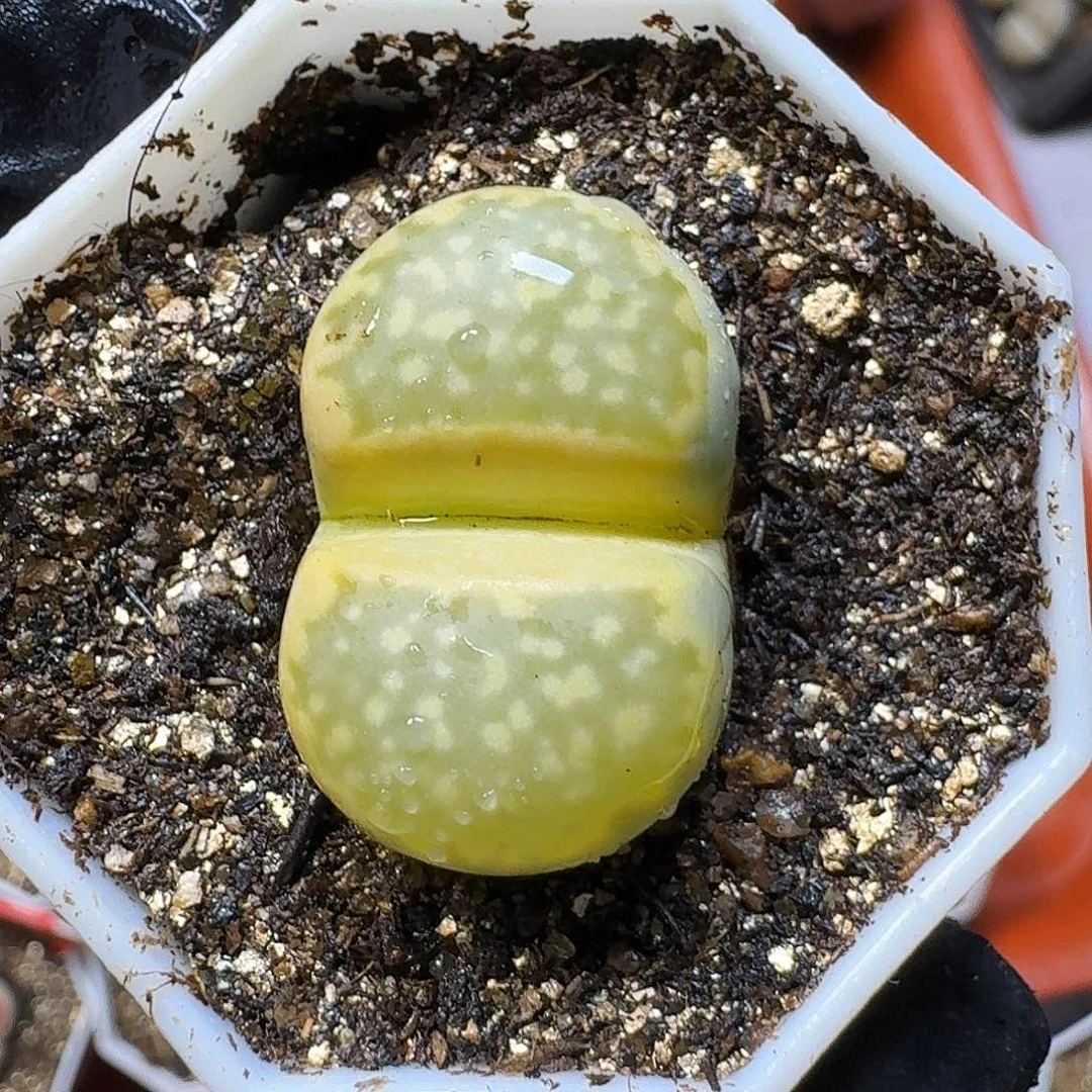 糖***糖生石花23:：：。  107