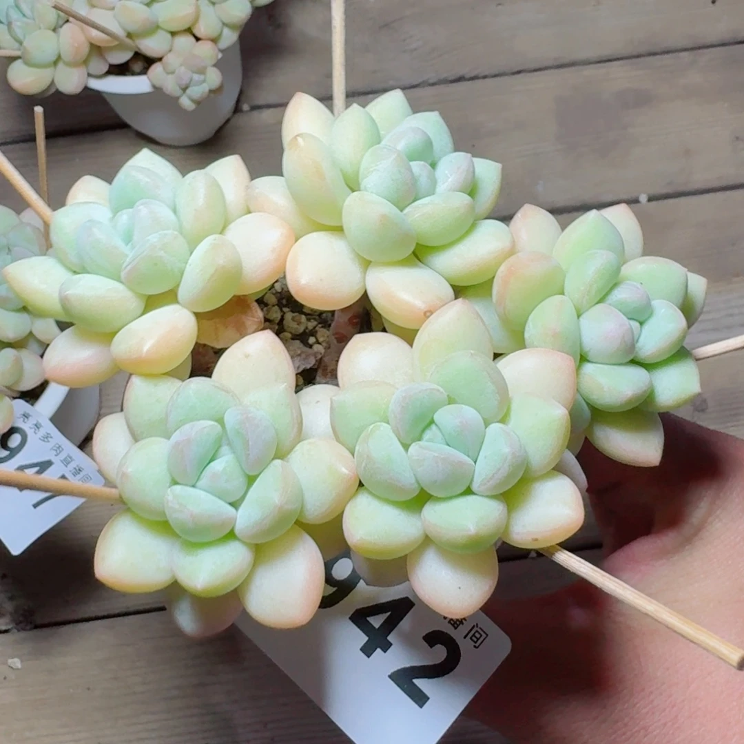 肉***宝泡泡糖            精美多肉植物