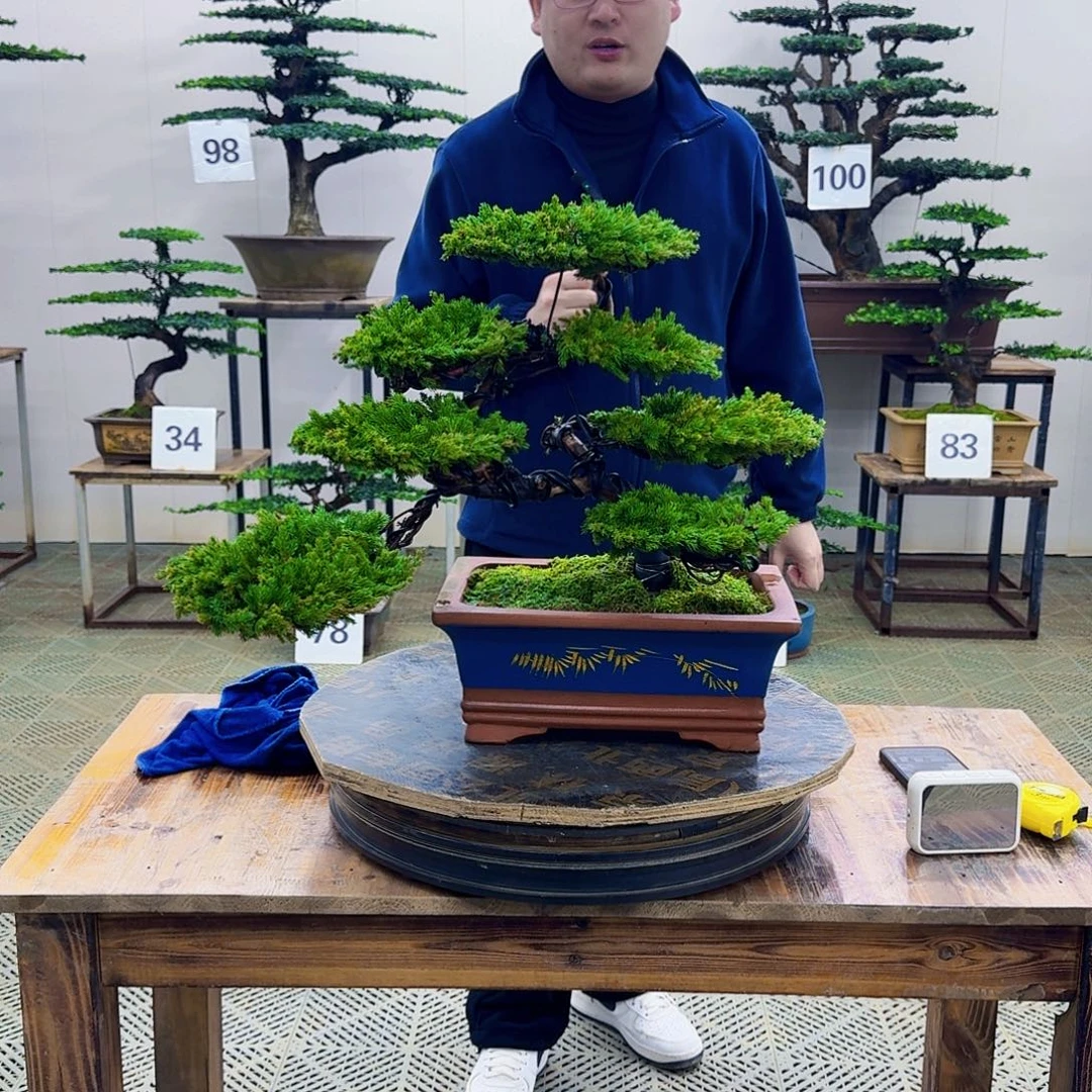 无花朵柏树造型盆景