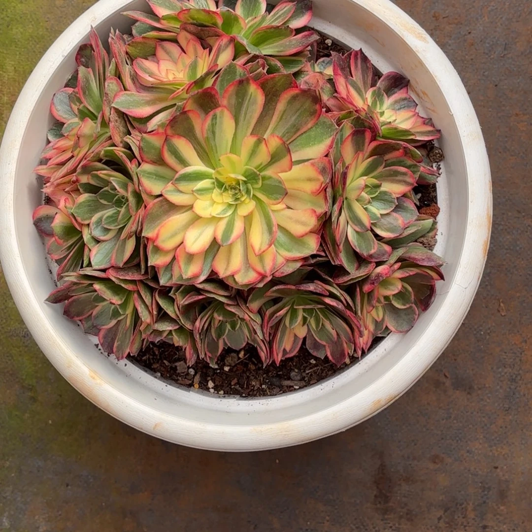 云南多肉植物黑魔锦