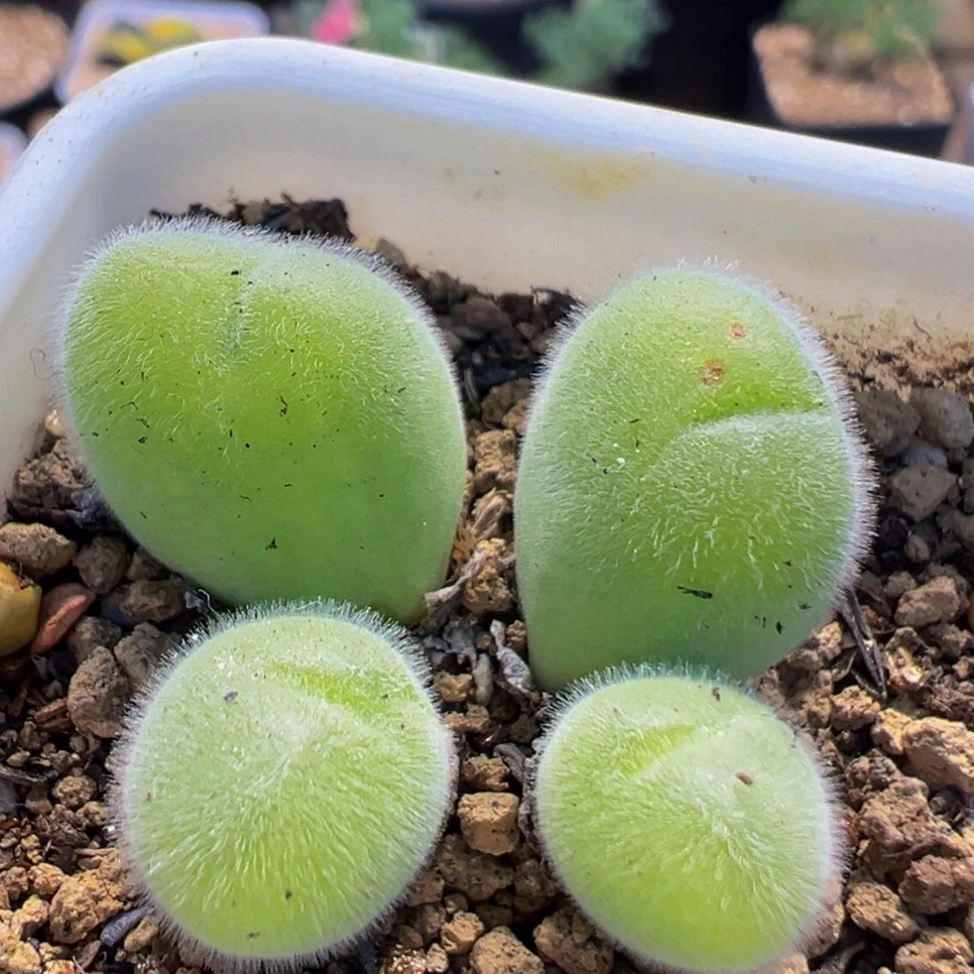 33多肉植物百科毛翠滴