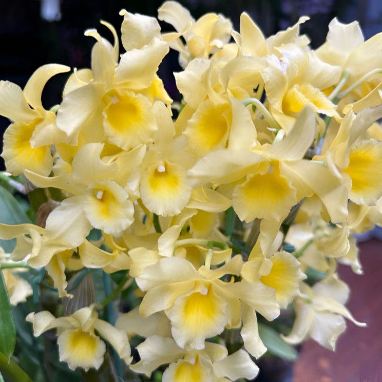 糖果  春石斛兰盆栽兰花稀有花色带花苞发货开花美