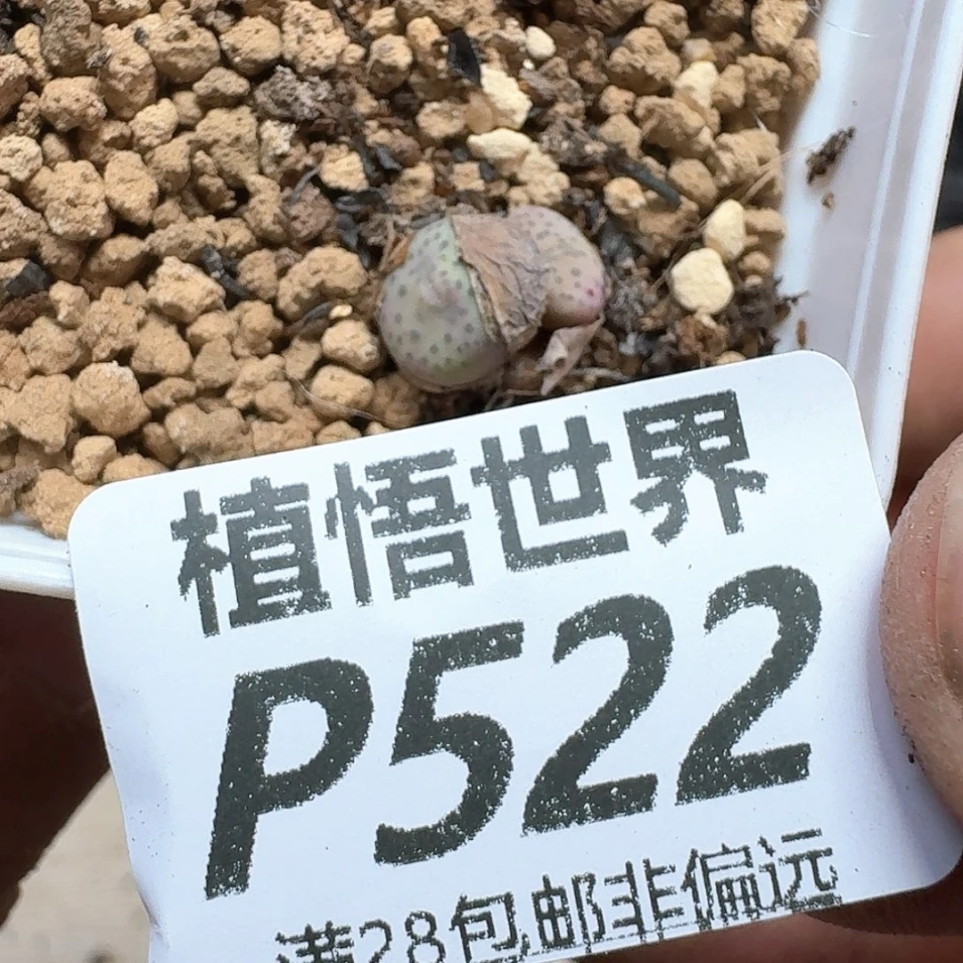 多肉植物的润泽的多
