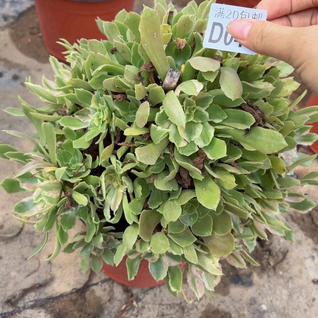 48多肉植物捧花的时候