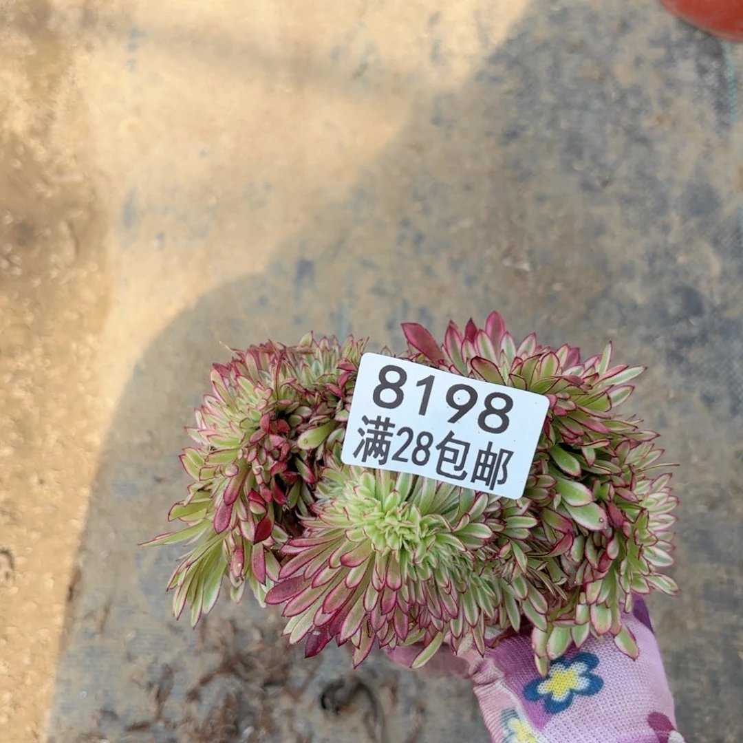 E.   8198仙墨缀多肉