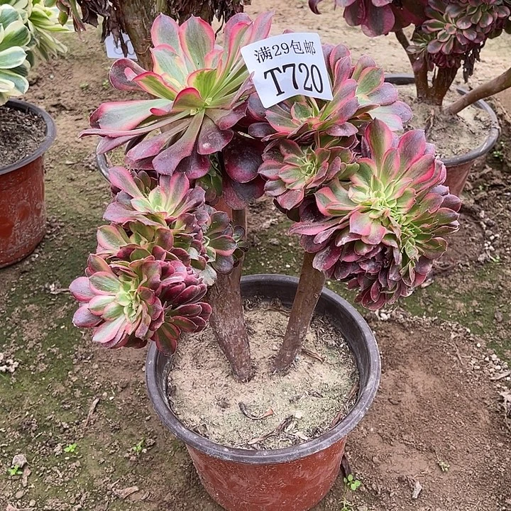 720美杜莎缀   多肉植物