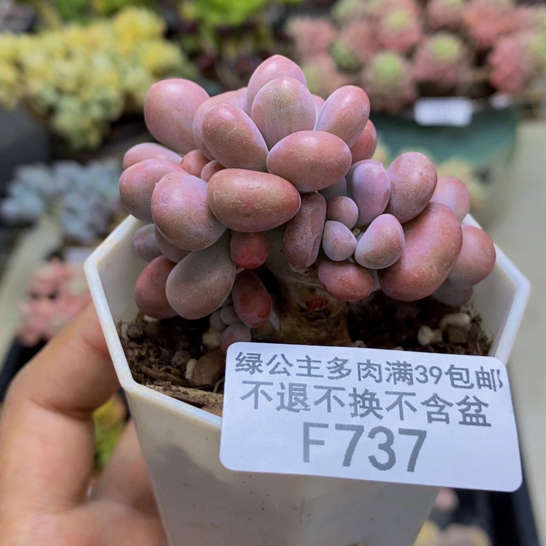 737腰子桃蛋树多肉4c m
