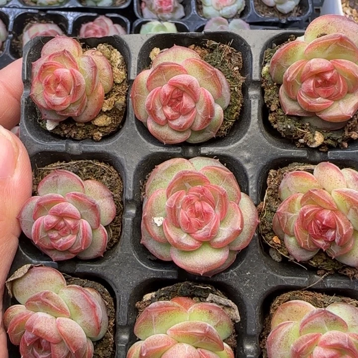 蜜***李【满19.9包邮非偏远】137九棵