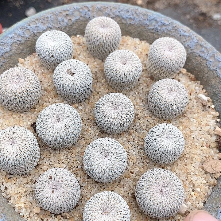 月世界实生一颗