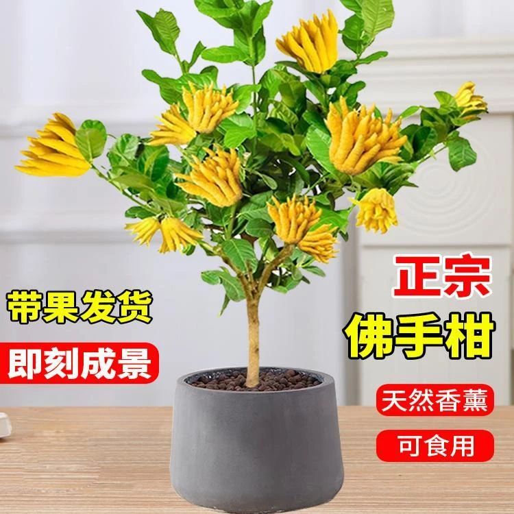 佛手树盆栽带果金华佛手柑果树苗可食用室内外阳台客厅四季绿植物