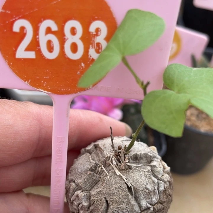 南非龟甲龙一棵2683