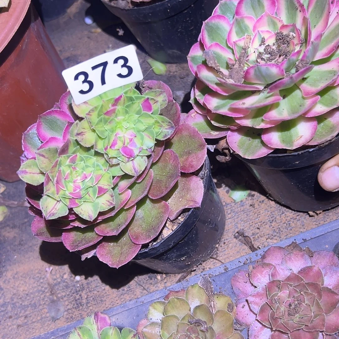时***转精品多肉植物373知否2个