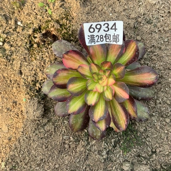 A.  6934七彩拉丝多肉