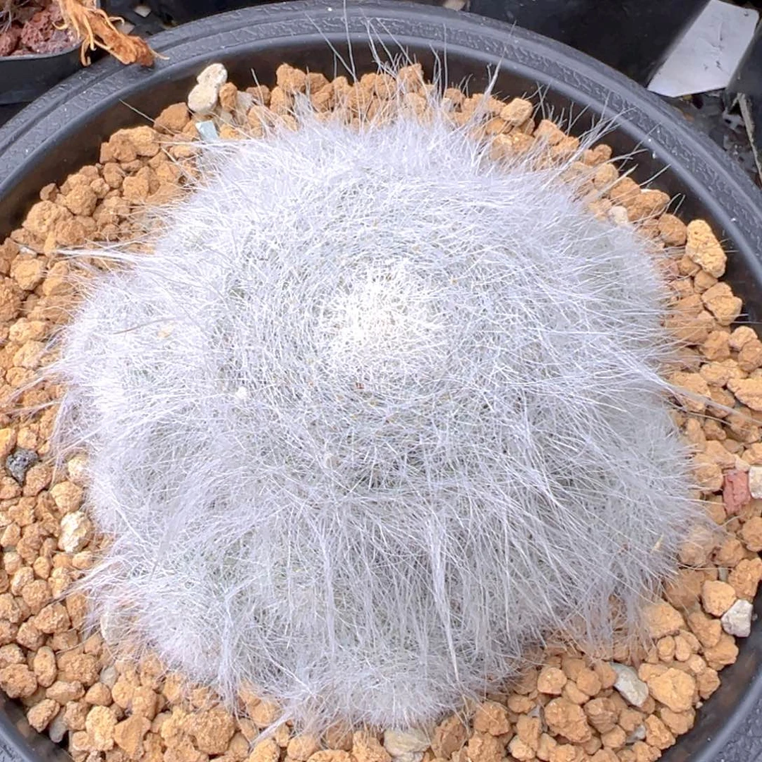 穴原玉翁自根福利价