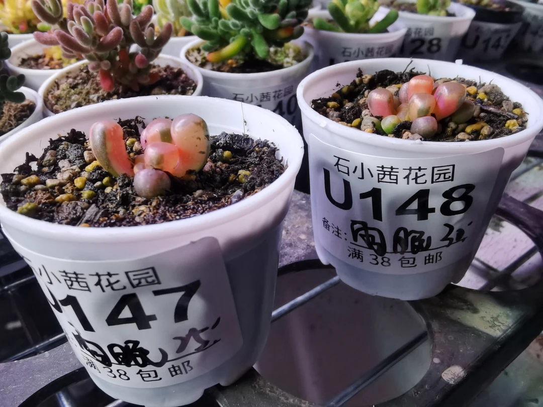 雨眠专拍-多肉植物五十铃玉锦2颗