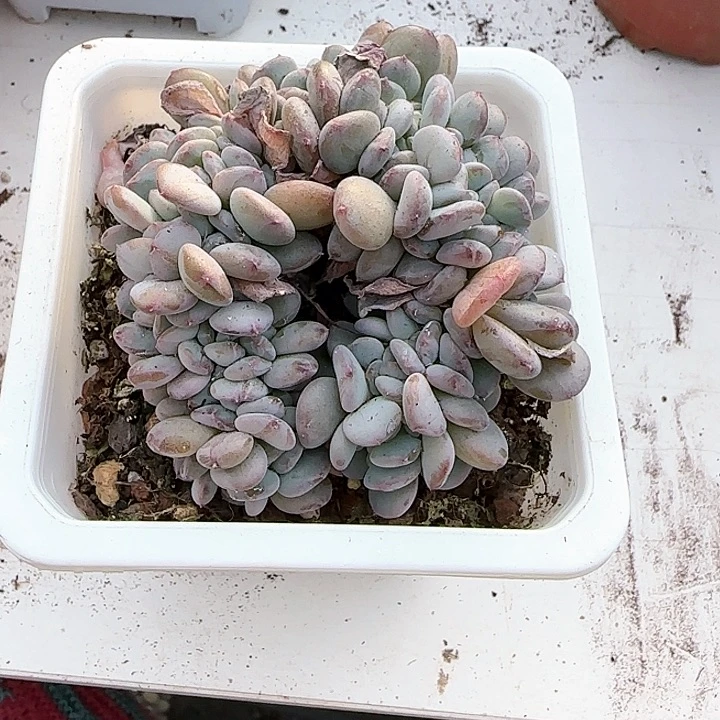 青蛙王子儿童牙膏111