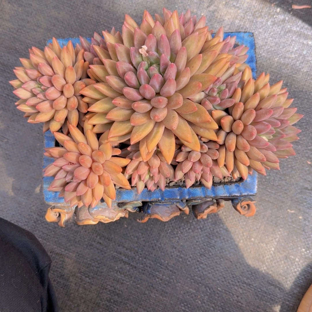 花*花语姐发货1111111