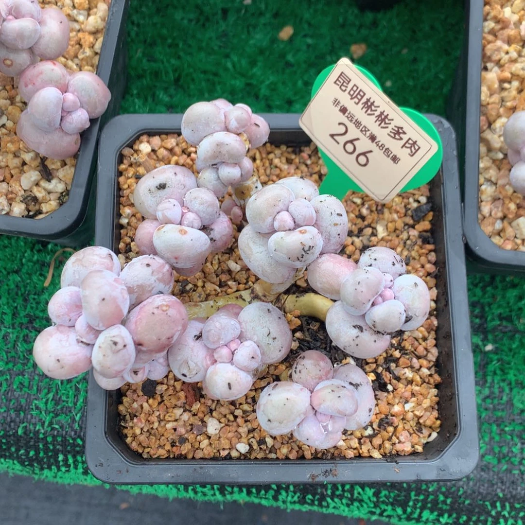 翩*-烟美人老桩无砍266