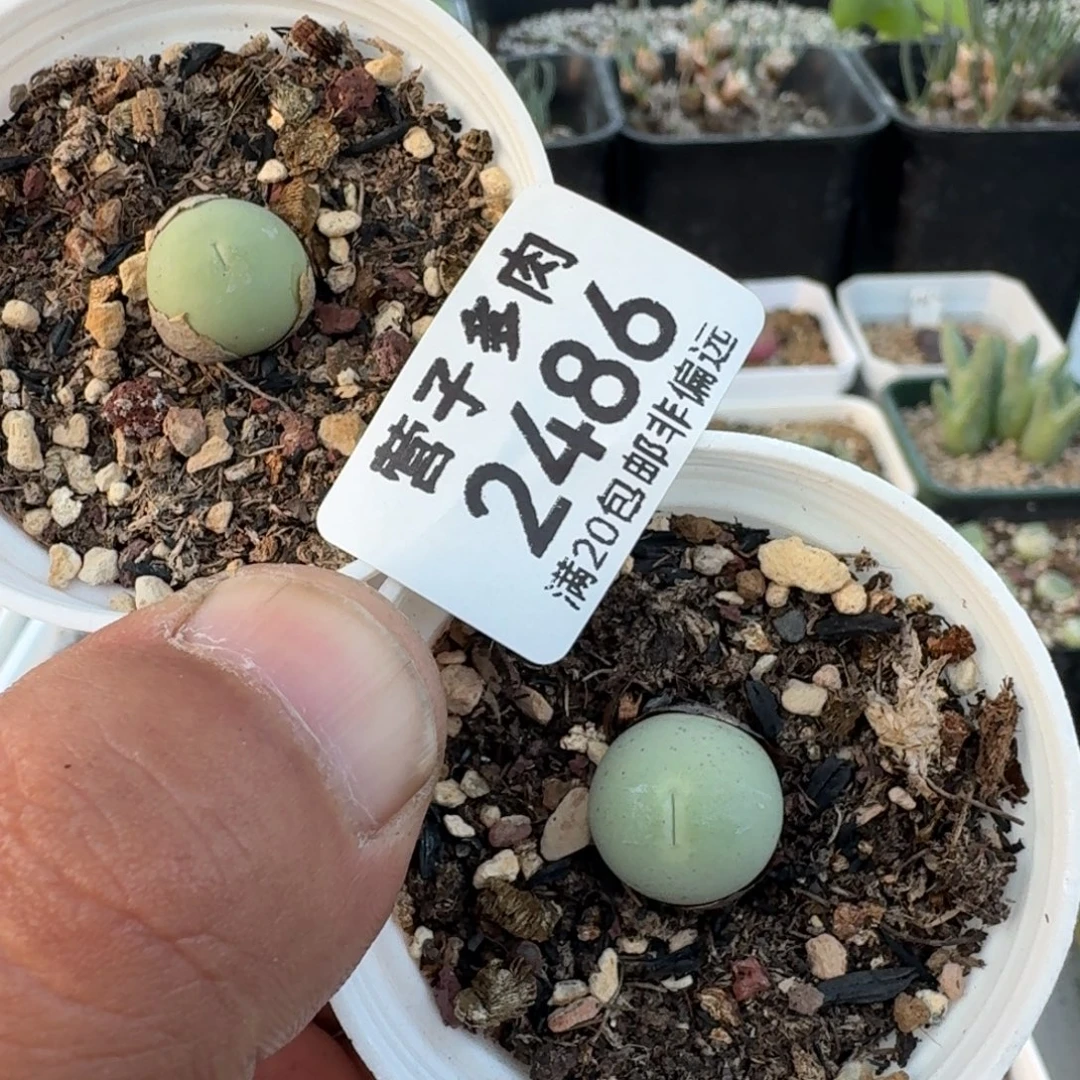 鸽子蛋带盆土。