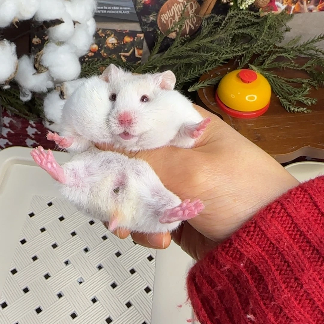 短毛蜜波妹妹11.30生日