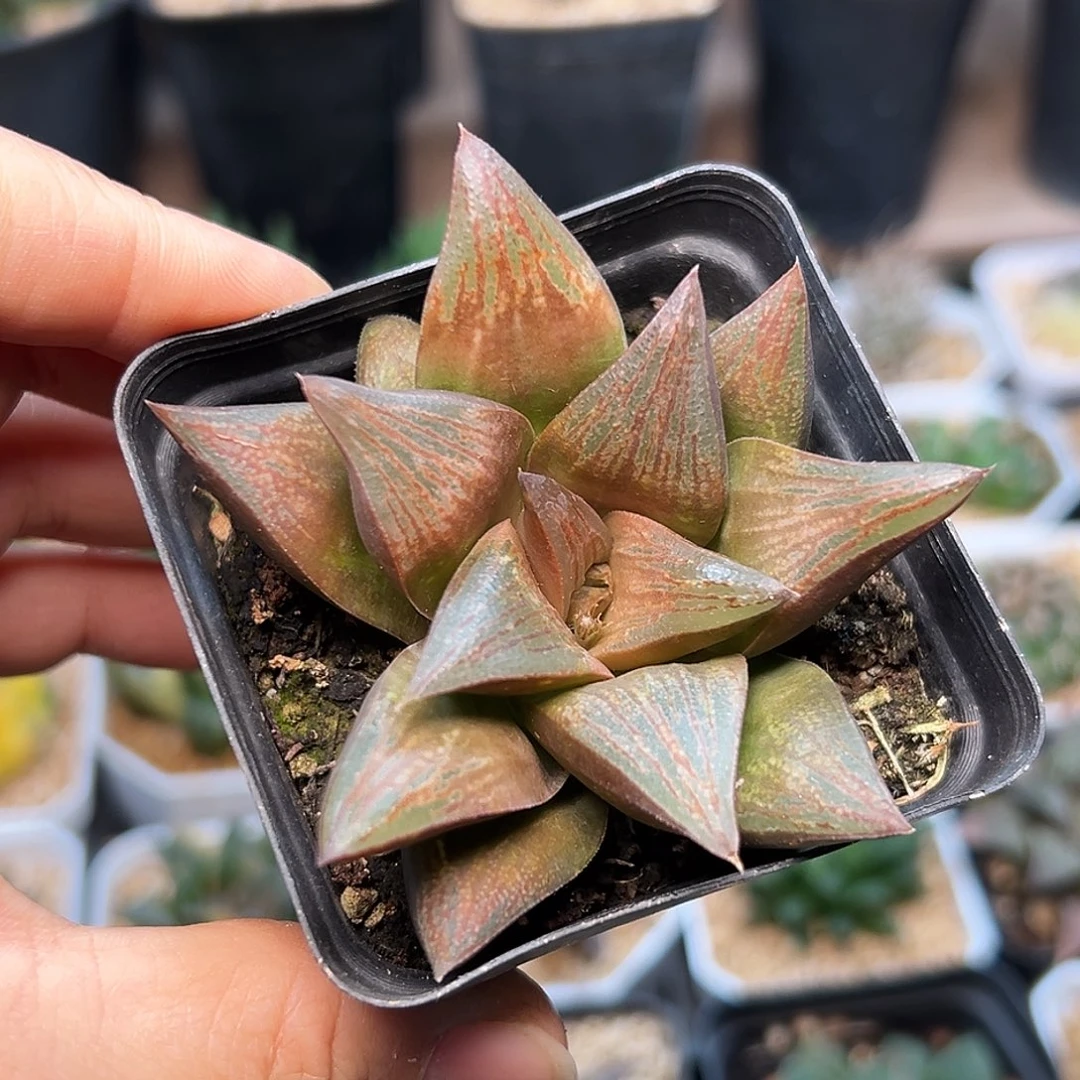 铁锈色寿硬叶十二卷