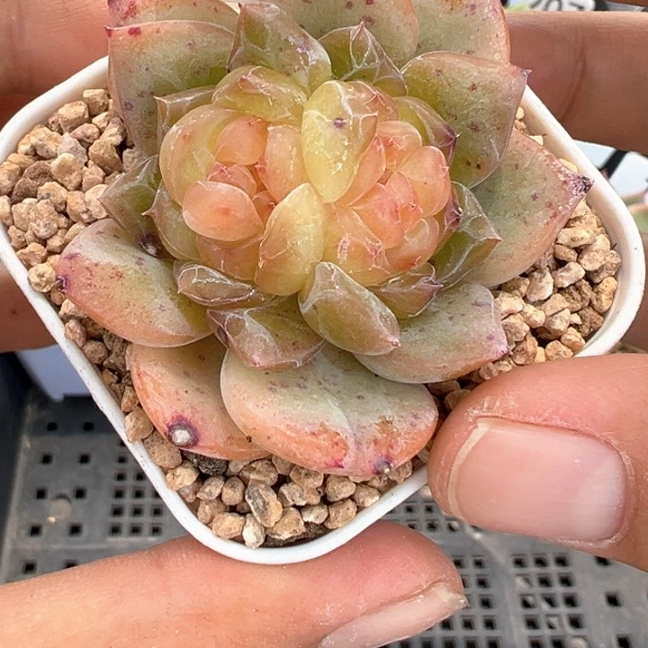 172号清荷母本晗雨多肉