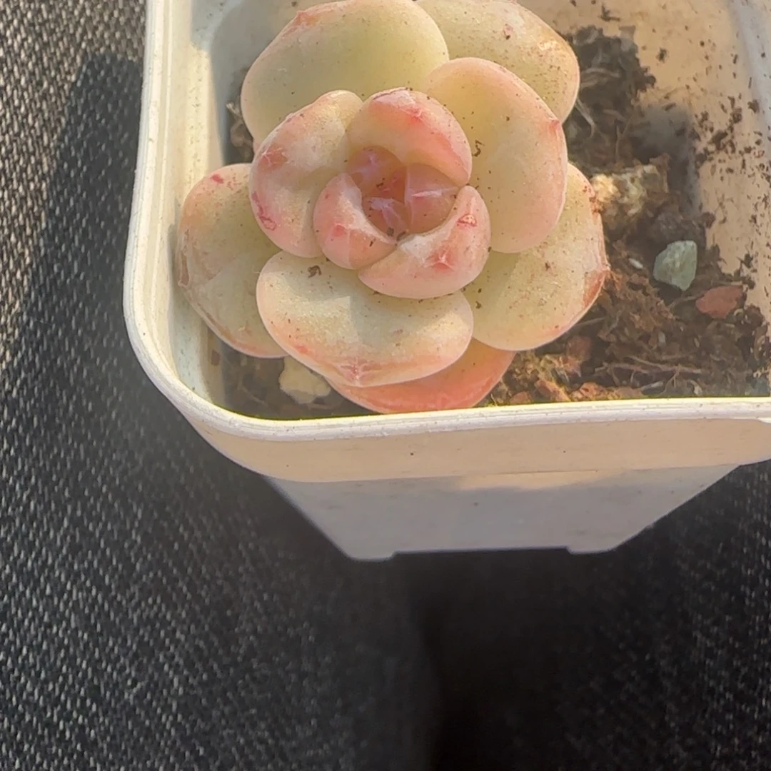 小卡拉米糖心一物一拍