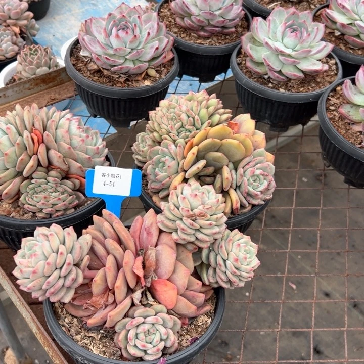 4.54爱丽儿一个脱土有瑕疵