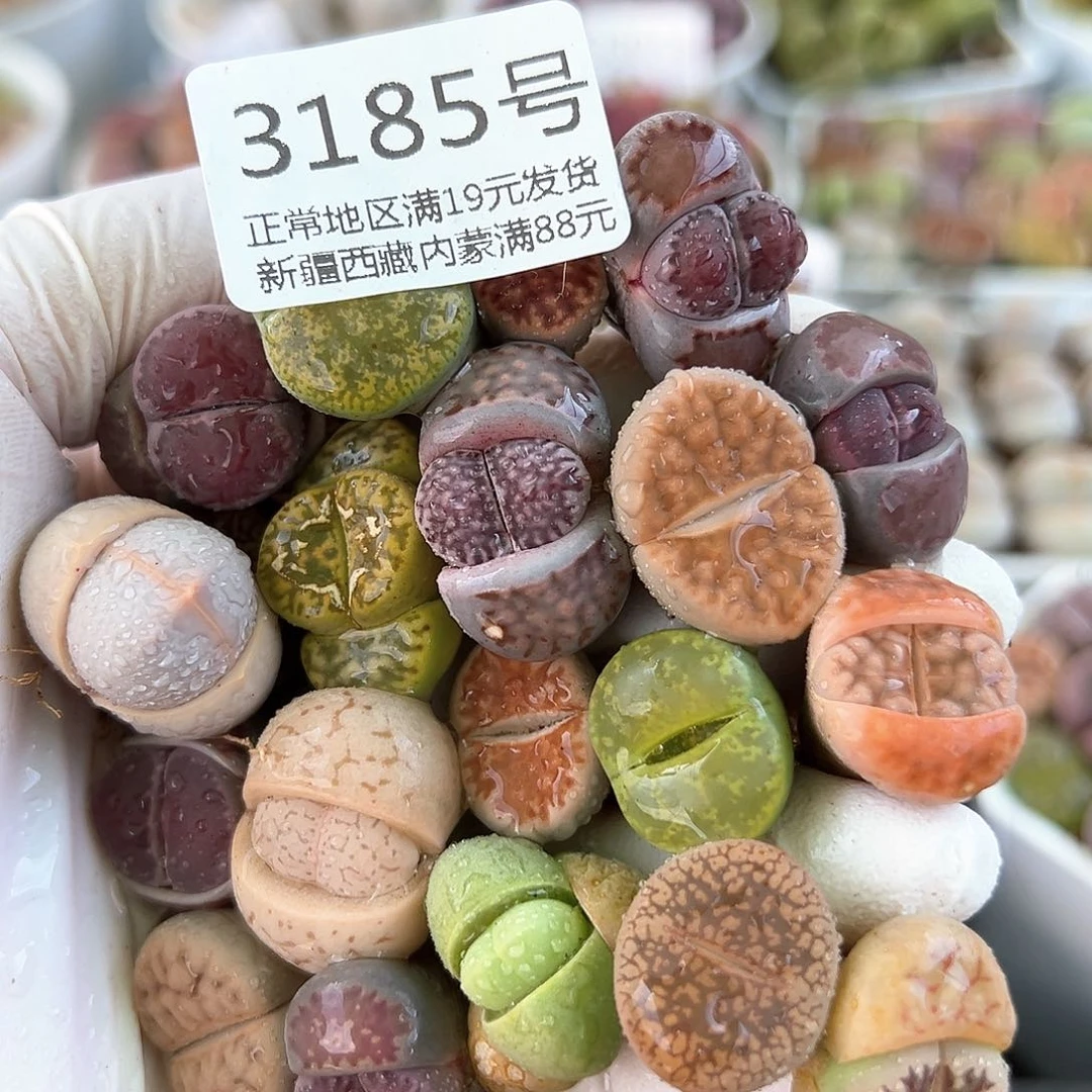 好养易活生石花大母本3185共20颗