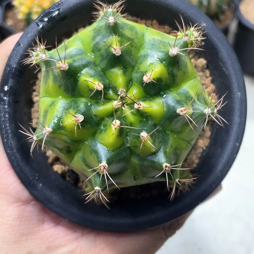 无花朵泰系实生根，青蛙
