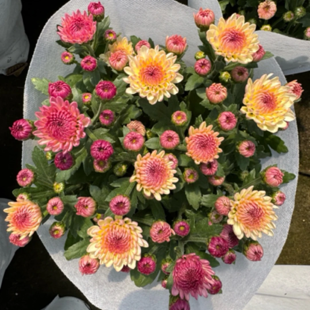 双色宝莲灯小菊盆栽阳台庭院楼顶耐热耐寒原盆原土带花苞发货