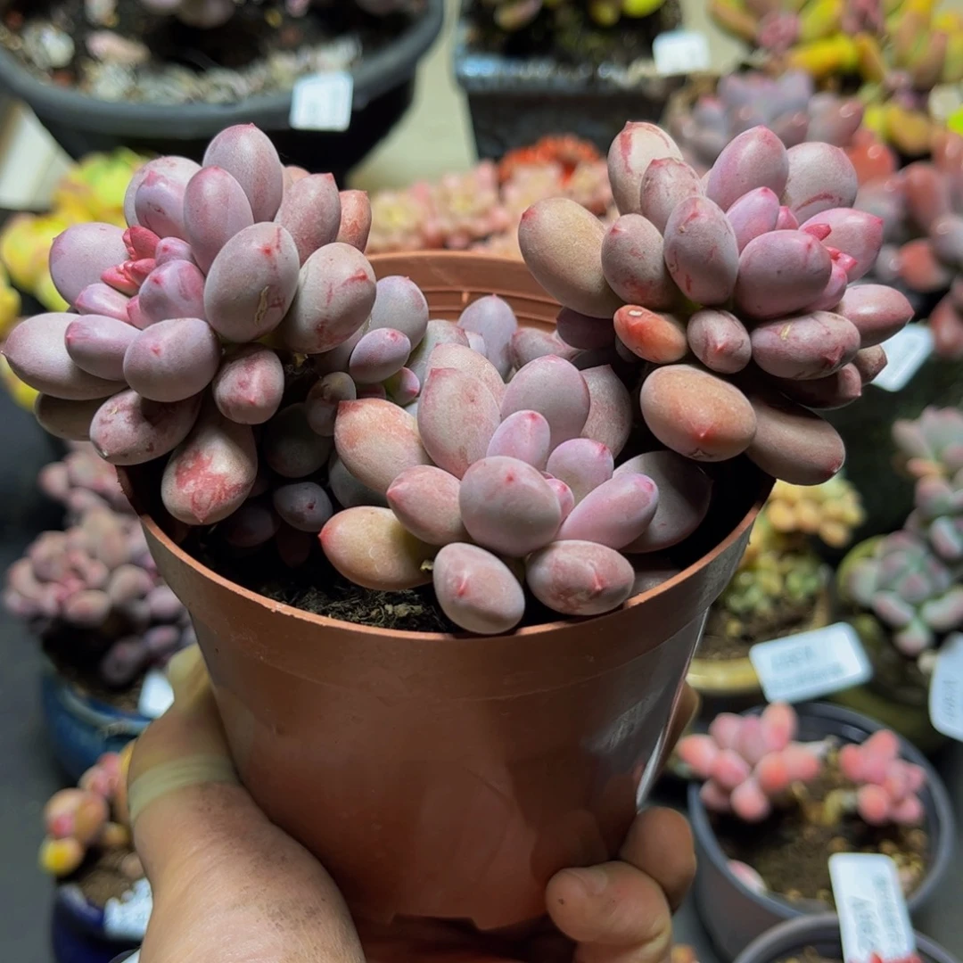 373桃花仙子奶酪12厘米多肉