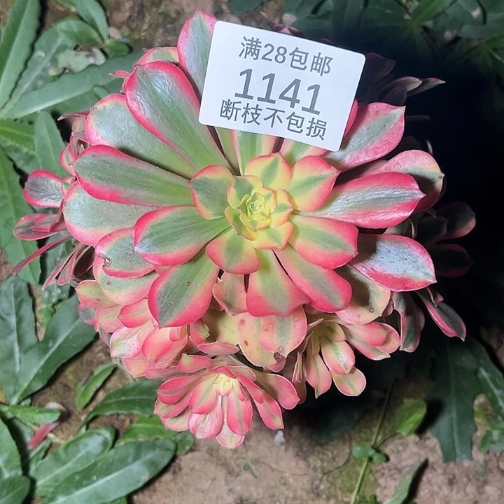 1141桃妖多肉植物