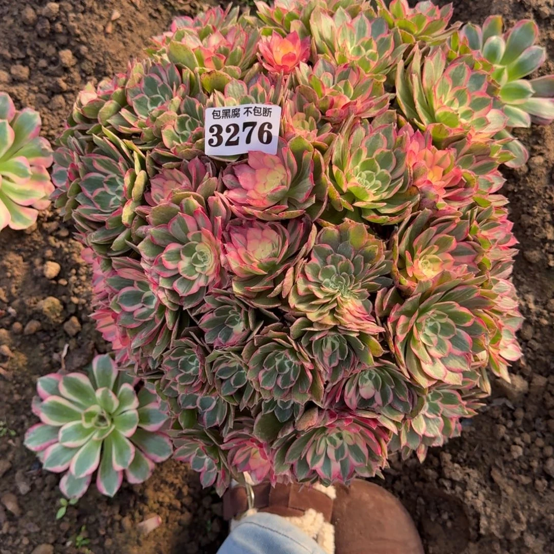 法师丘比特20-46 3276