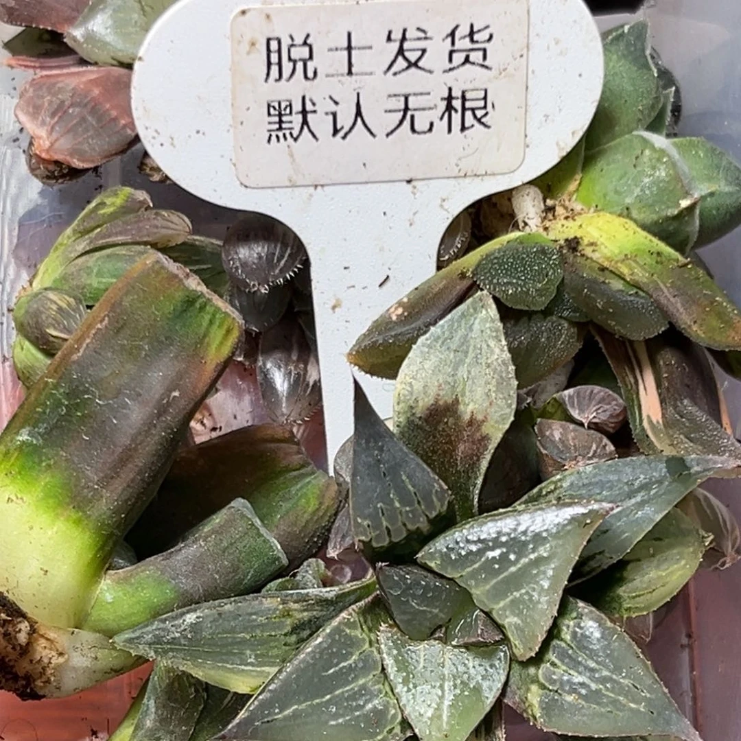 飘***叶恭喜发财大吉大利603