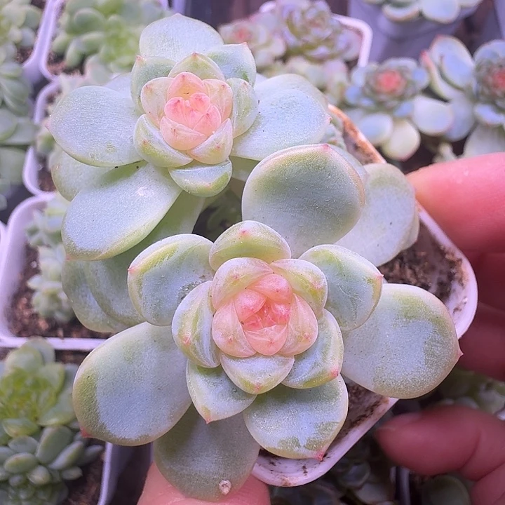 2909甜心双头福利朵朵