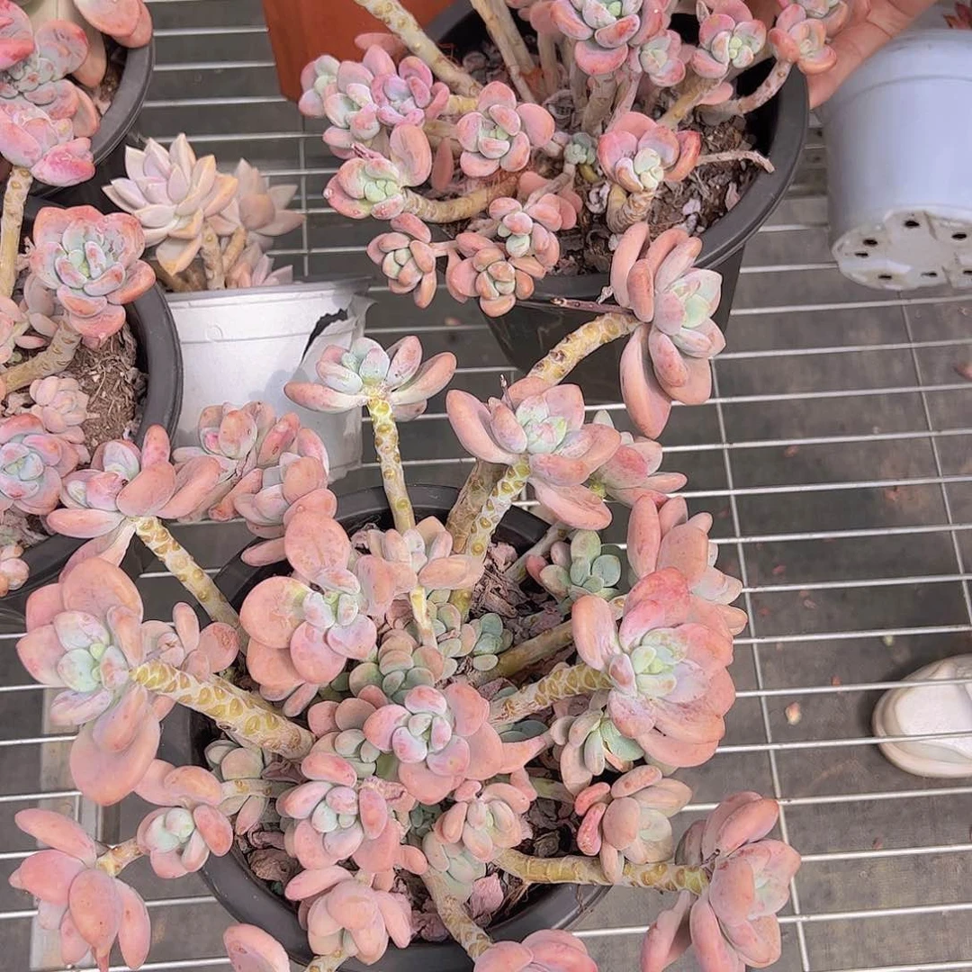 红洛神 多肉植物