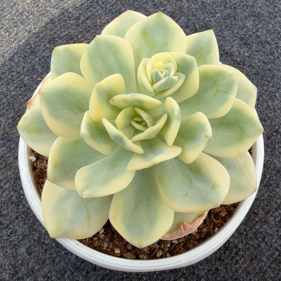 白月光锦锦上园艺一物一拍