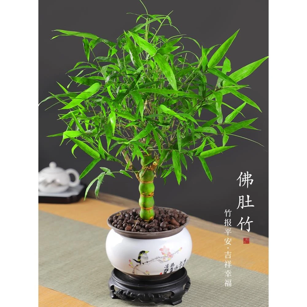 大佛肚竹罗汉竹盆栽老桩植物四季常青好养活办公室内盆景花卉绿植