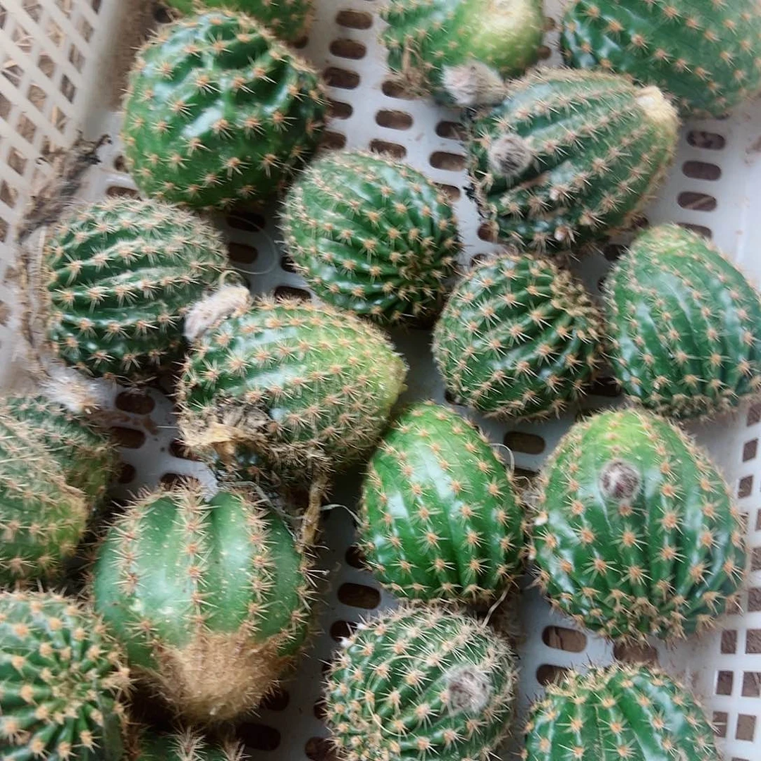 彩草 盲盒 10个花色 侧芽不标注名字